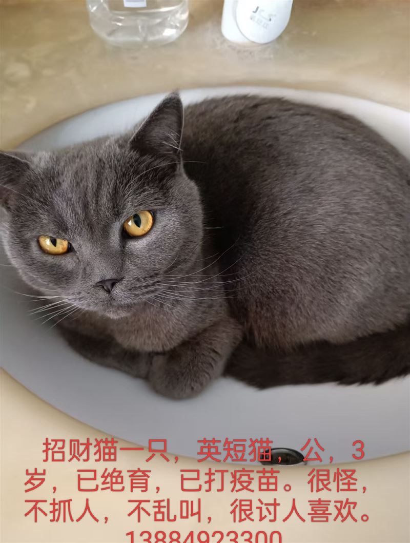 英短猫一只